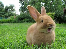 Image result for Moving Mouth Rabbit Pattern