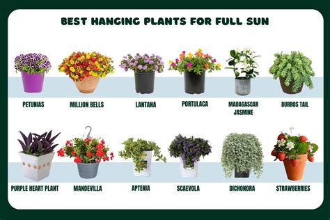 Swinging in the Sunshine: Exploring the Best Hanging Plants for Full ...