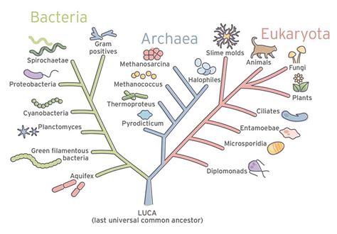 Tree of Life 的图像结果