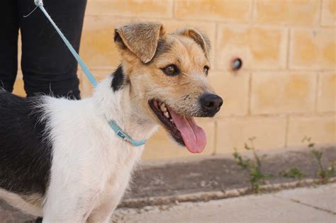 Sonic SOS 的图像结果