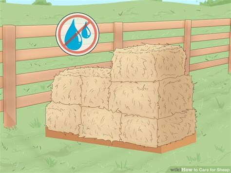 Sheep Care 的图像结果