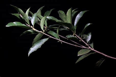 Sideroxylon salicifolium (L.) Lam. | Plants of the World Online | Kew ...