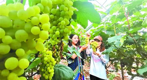 杜山镇顺喜葡萄采摘园农民在采收有机葡萄
