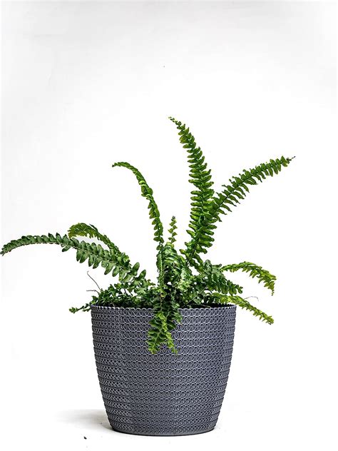 Nested Greens - Oslo Pot 10” INCH | Indoor Plant Container | 10 inch ...