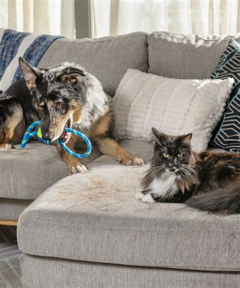 Bissell Paid Program 的图像结果