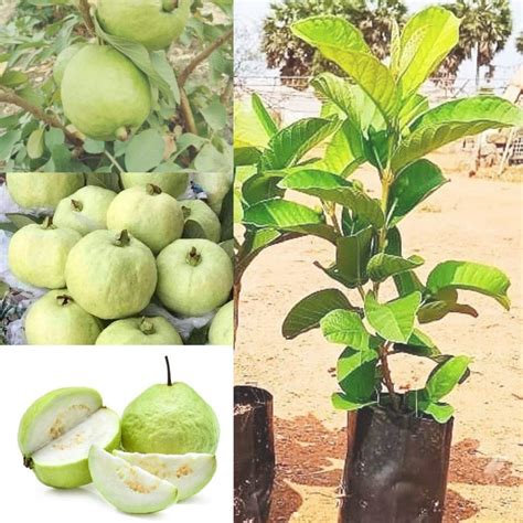 Cloud Farm Rare Varity Thailand Guava Live Fruit Plants & Tree Bonsai ...