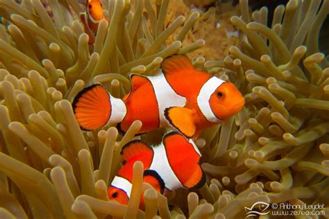 Image result for Poisson Clown