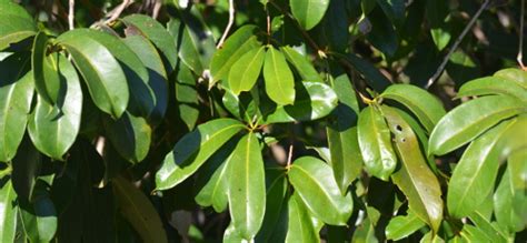 Image result for Bush Apple Tree