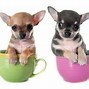 Image result for Teacup Bunnies Real