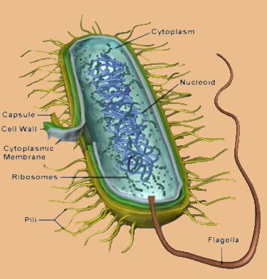 List of Human Diseases caused by Bacteria, Virus, Fungi, and Protozoa