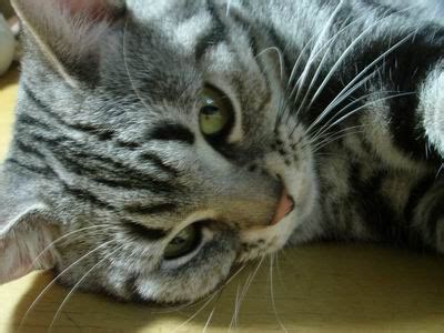 Tabby cat 虎斑猫 | 虎斑猫是指拥有条纹、点状或旋涡状斑纹的猫，通常在额头上还会有“M”型标记。虎斑猫有时会被… | Flickr