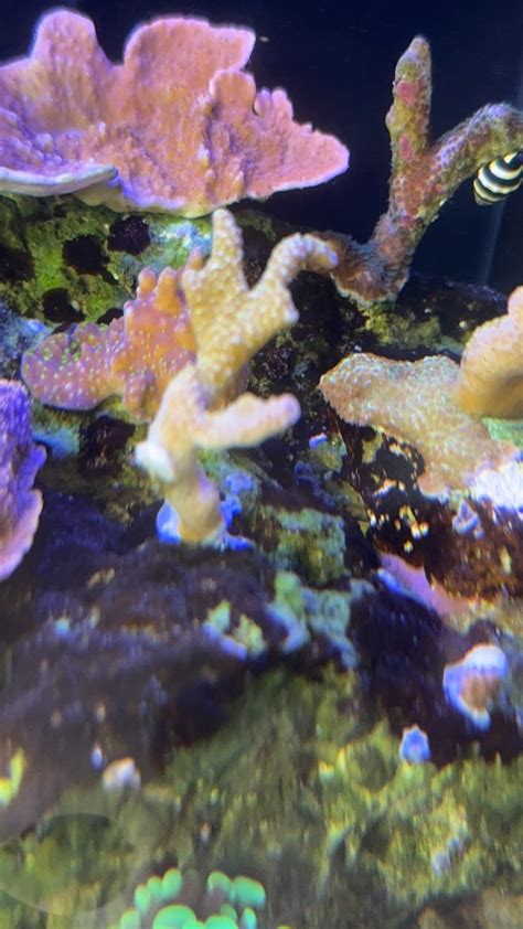 Corals Dying 的图像结果