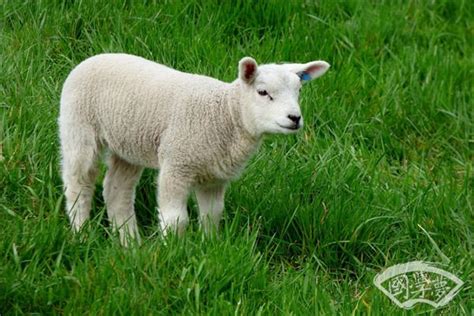 生肖属羊的出生年份性格-属羊-国学梦