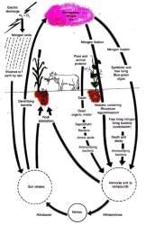 Revision Notes: Economic Importance Of Bacteria And Fungi - Biology ...