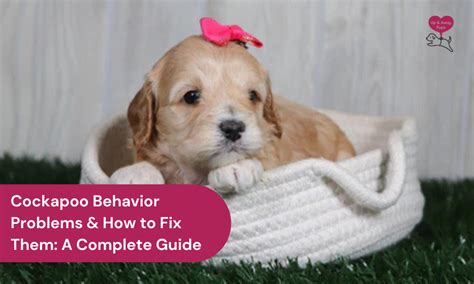 Image result for Cockapoo Problems