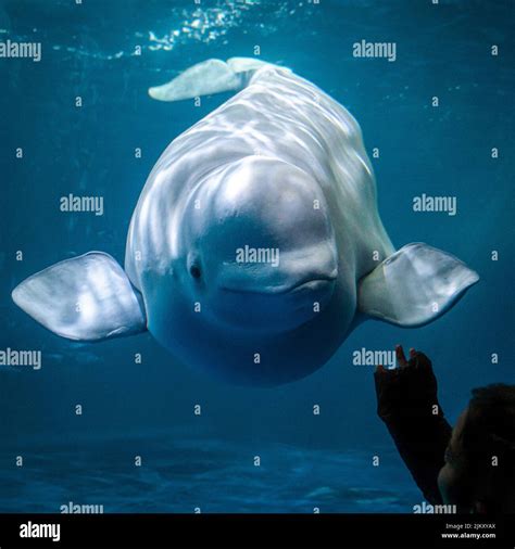 A close-up of a cute, friendly beluga whale swimming in an aquarium ...