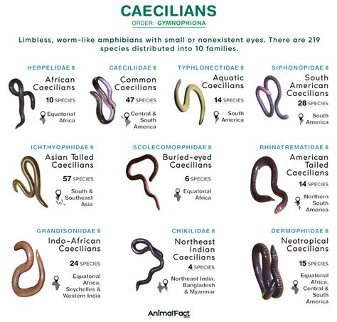 Caecilian - Types, Characteristics, Habitat, Diet, Examples, & Picture