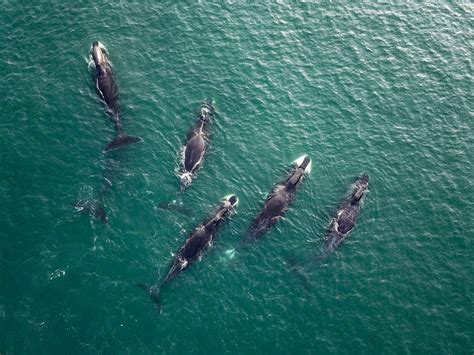 How Deep Can Whales Dive?