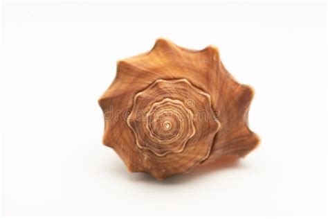 Image result for Shell Close Up