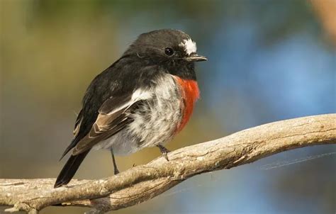 Wallpaper nature, bird, color, branch, feathers for mobile and desktop ...