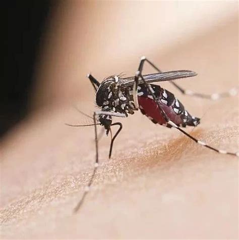 人类的老冤家：常见的蚊子究竟有哪些？-搜狐科技
