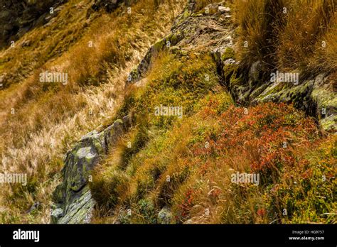 Image result for Timber Line