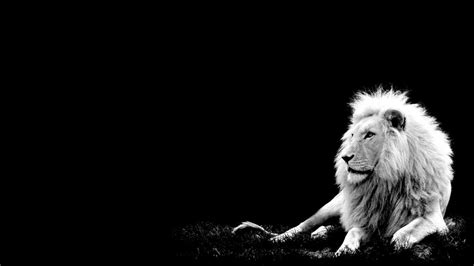 Black and White Lion Wallpapers - Top Free Black and White Lion ...