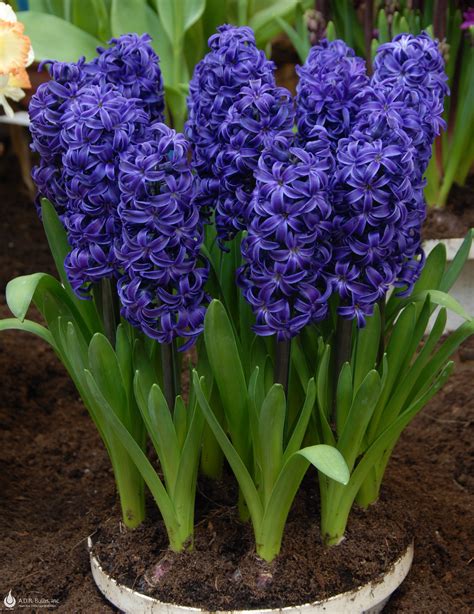 Hyacinthus Orientalis 'Aida' Hyacinth from ADR Bulbs