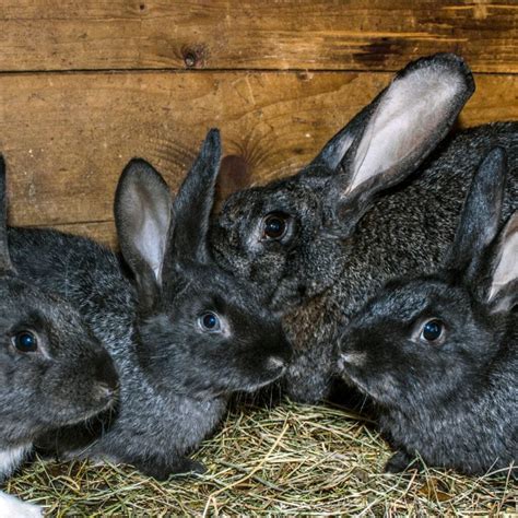 Python vs Large Rabbit Size 的图像结果