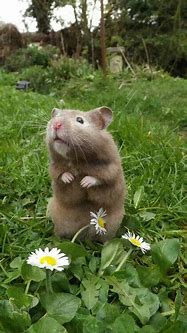 Image result for Too Cute Baby Bunny