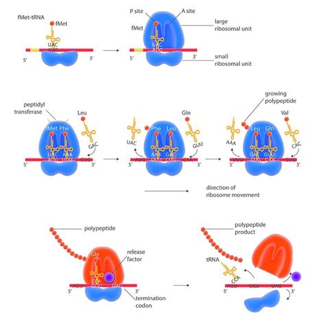 Image result for Protein Synthesis Process Steps