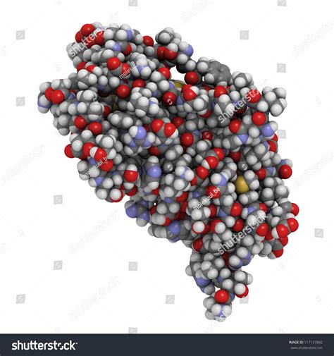 Human Placental Lactogen Hpl Human Chorionic Stock Illustration 117137860