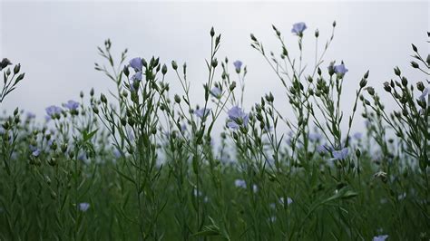 Image result for Linseed Field
