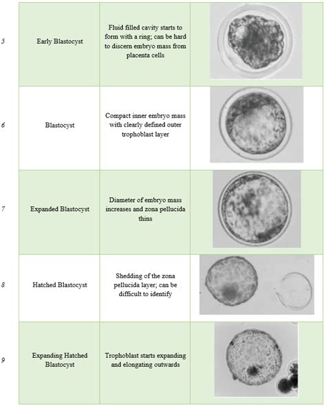 Image result for 2 Week Embryo
