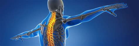 Certificate Course in Anatomy Extremities (Upper and Lower) | OC Academy