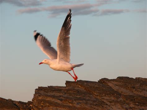 Free Bird Taking Off Stock Photo - FreeImages.com