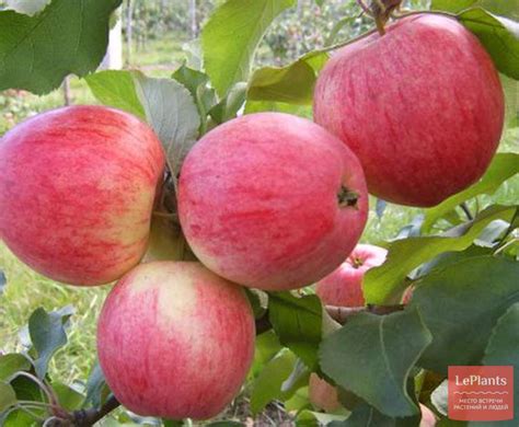 Яблоня 'Уралец' — описание сорта, характеристики | на LePlants.ru