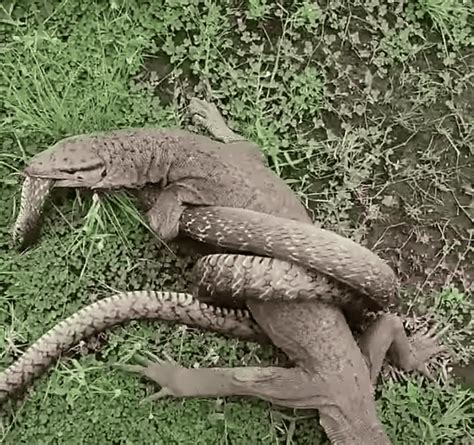 Image result for Dogs vs Monitor Lizard