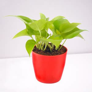 Cloud Farm Money Plant Price in India - Buy Cloud Farm Money Plant ...