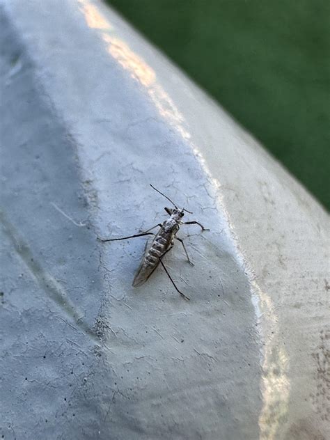 Tiny little bugs just a little larger than a gnat. They are plaguing ...