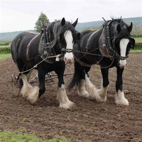 Black Clydesdale Horse