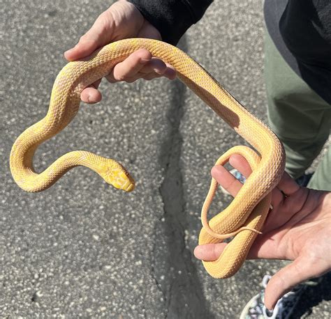 Elaphe carinata 'King Rat Snake' Albino #3-King rat snake
