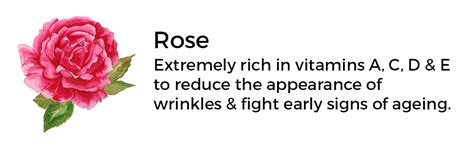 Brillare Rose Face Wash, Anti Ageing Skin, Sandalwood & Coconut Face ...