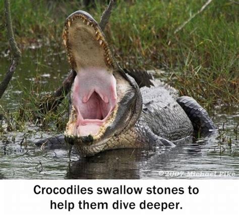 Image result for Fun Facts General Knowledge