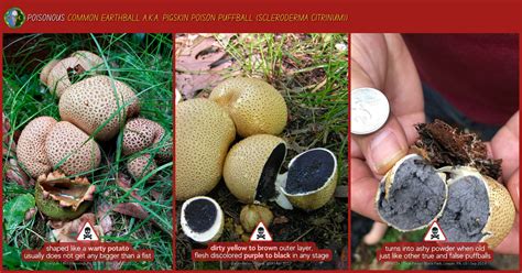 Giant Puffball Mushroom Poisonous and Edible Look-Alikes
