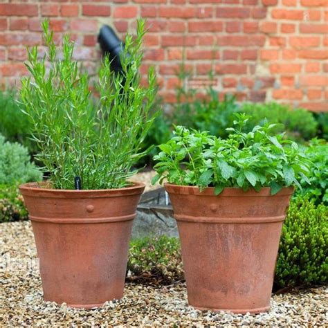 Buy Herbs Plants Names Pictures online from Nurserylive at lowest price.