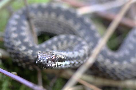 Zmije obecná (Vipera berus, Linné 1758) a její jed - Bobův fotoblog
