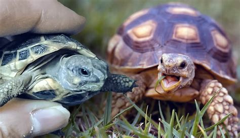 Top 5 Smallest Tortoise Species
