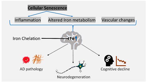 Cellular Senescence and Iron Dyshomeostasis in Alzheimer’s Disease