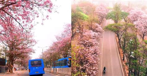 Cherry Blossom like Flowers and Spring Blooms in Silk Board and other ...